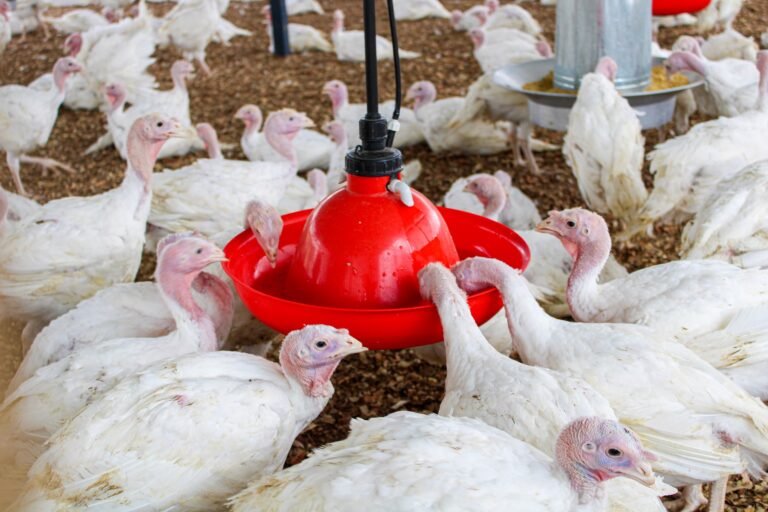 Alimentos de Calidad para Momentos Especiales