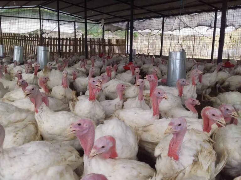 Tradición y Experiencia en la Producción Avícola